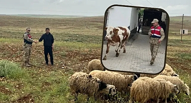 Urfa'da 26 hayvan ortadan kayboldu! Jandarma harekete geçti
