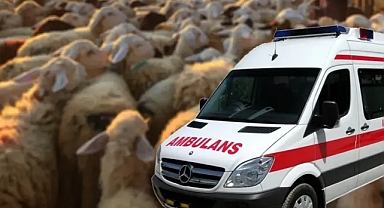Urfa’da kaza: Yaralılar var! Hayvanlar da telef oldu