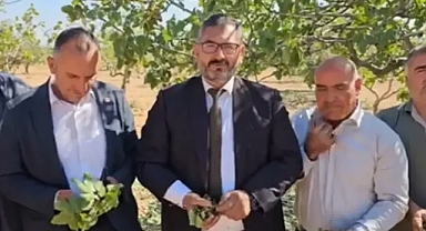 Urfa’daki fıstıkları dolu vurdu! Akbaş: Durum çok vahim!