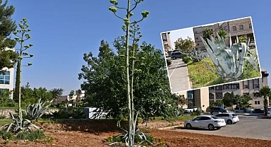 Dünya Kültür Mirası Listesi’nde yer alıyor! Harran’da çiçek açtı!