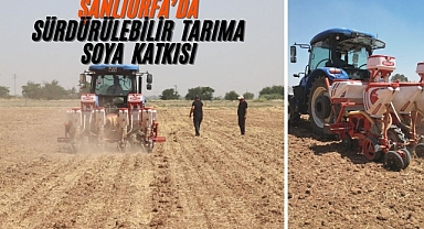 Şanlıurfa Büyükşehir Belediyesi, 50 dönümlük alana fasulye ekti!