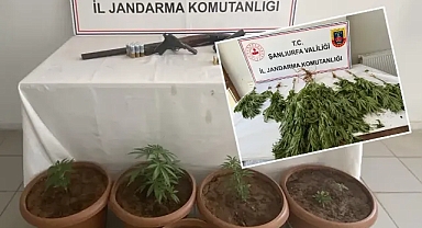 Urfa’da 6 adrese yönelik operasyon! Çok miktarda uyuşturucu ele geçirildi!