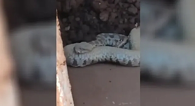 Dünyanın en zehirlileri arasında bulunuyor! Urfa’da görüldü!