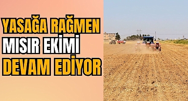 Mısır Ekimi Su ve Enerji Kaynaklarında Sorunlara Yol Açıyor