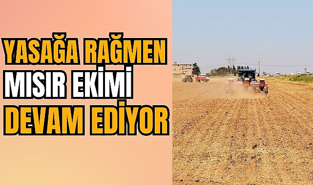 Mısır Ekimi Su ve Enerji Kaynaklarında Sorunlara Yol Açıyor