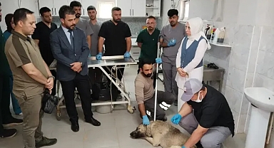 Sahipsiz Hayvanlar İle İlgili Çalışmalar Devam Ediyor