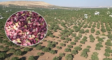 Şanlıurfa’da fıstık üreticileri dikkat! Dolandırıcıların kurbanı olmayın!