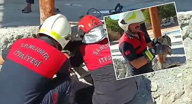 Şanlıurfa itfaiye ekipleri kediler için seferber oldu!