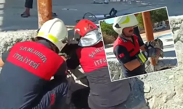 Şanlıurfa itfaiye ekipleri kediler için seferber oldu!