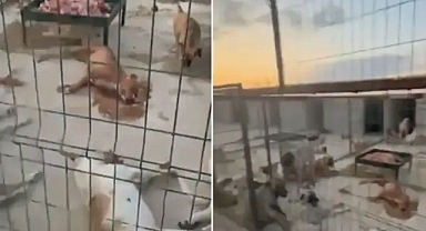 Suruç Belediyesi’ne ait barınakta köpekler ölüme terk edildi!