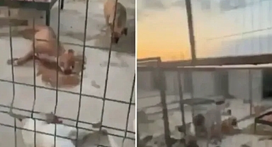 Suruç’ta köpek ölümleri meydana gelmişti! Belediyeden açıklama geldi!