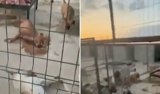 Suruç’ta köpek ölümleri meydana gelmişti! Belediyeden açıklama geldi!