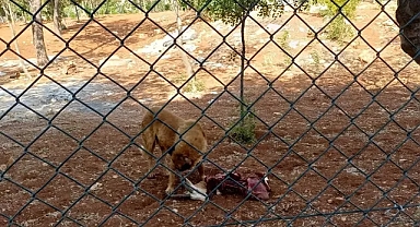 Urfa’da yine başıboş köpek dehşeti! Koruma altındaki ceylanları parçaladılar!