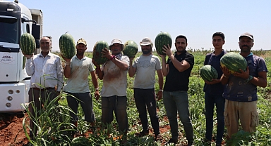 Yaylak Karpuzu Üreticiden Alınarak Vatandaşa Ulaştırıldı