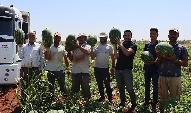 Yaylak Karpuzu Üreticiden Alınarak Vatandaşa Ulaştırıldı
