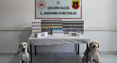 Köpekler tespit etti! Şanlıurfa’da çok miktarda kaçak sigara ele geçirildi!