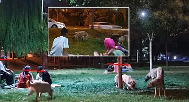 Şanlıurfa’da başıboş köpekler sorun olmaya devam ediyor!