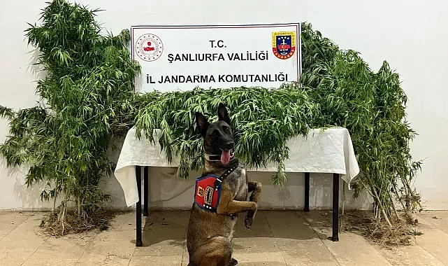 Şanlıurfa’da uyuşturucu tacirleri kaçamadı!