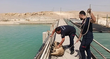 Urfa’da itfaiye ekipleri suya düşen köpeği kurtardı!