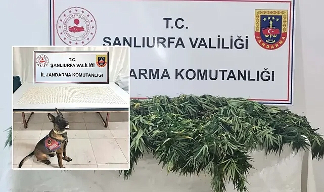 Urfa’da şüpheli şahısların adresinde arama yapıldı! Hap ve kenevire el konuldu!