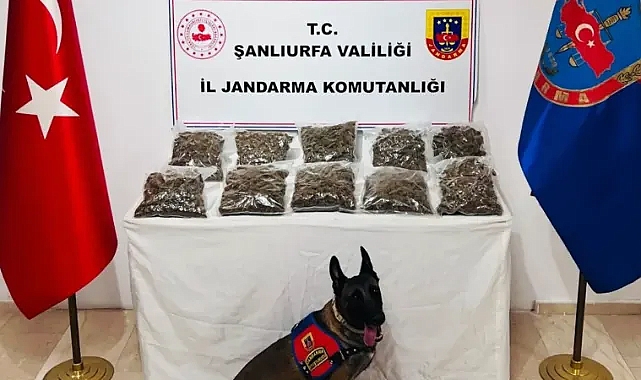 Karaköprü’de tespit edildi! Jandarma tarafından ele geçirildi!