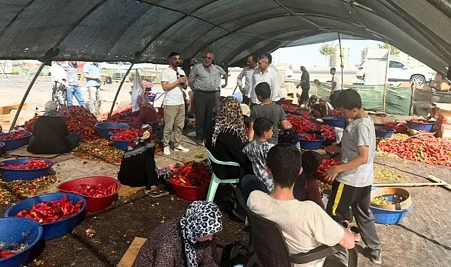 Urfa'da yüzlerce kişi bu işle uğraşıyor! Ekipler tek tek anlattı