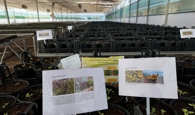 Şanlıurfa Büyükşehir Belediyesi’nden ‘Kurakçıl Peyzaj Tasarımı’na destek