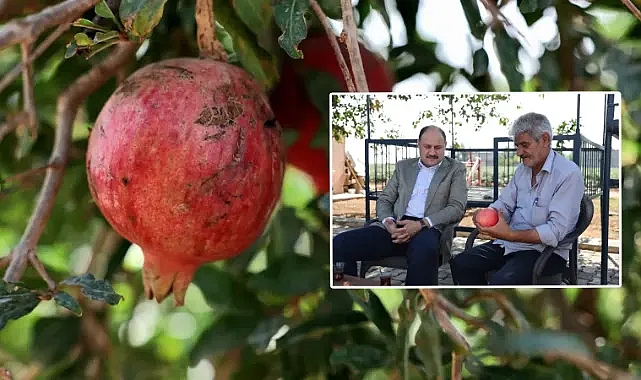 Şanlıurfa’da kudret narını yetiştiriyor! Gülpınar ziyaret etti!