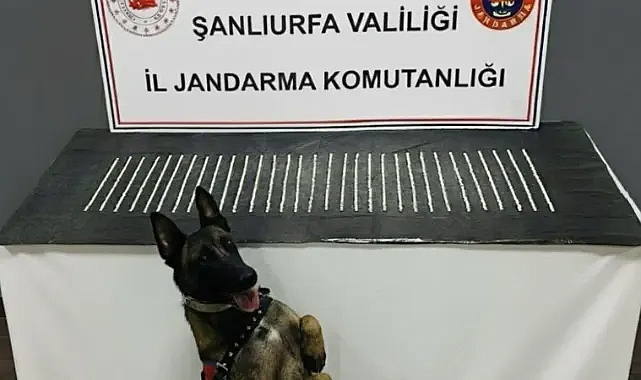 Urfa'da narkotik operasyonu! Binlerce ele geçirildi!
