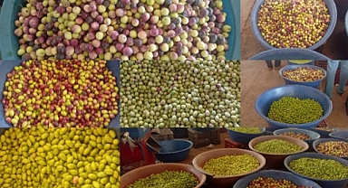 Şanlıurfa'da En Büyük İlgiyi 'Yasemin' Görüyor