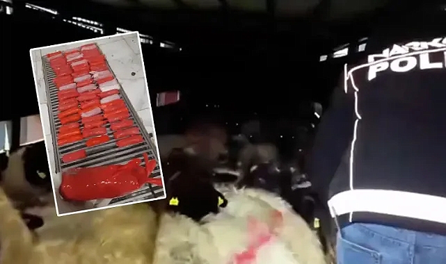 Akıl almaz olay! Hayvanların karın boşluklarına uyuşturucu gizlediler!