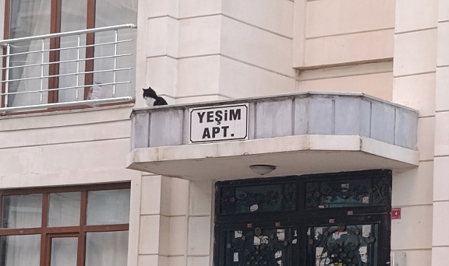 Şanlıurfa İtfaiyesinden Başarılı Kedi Kurtarma Operasyonu