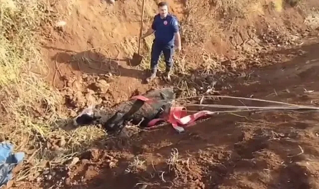 Urfa’da tahliye kanalına düşen inek kurtarıldı!