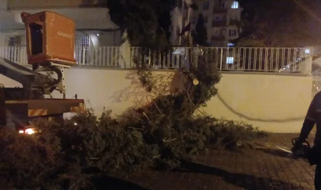 Birecik'te Rüzgar Nedeniyle Tehlike Yaratan Ağaca Müdahale