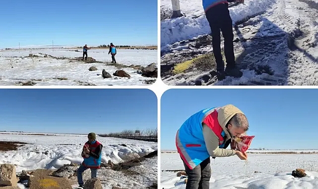 Şanlıurfa’da doğadaki hayvanlar için yem bırakıldı!
