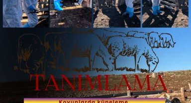 Suruç'ta Yağışlı Köyü Küçükbaş Hayvanları Tanımlama İşlemi Gerçekleşti