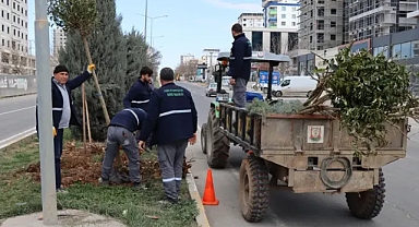 Büyükşehir, ağaç ve bitki dikimlerini hızlandırdı!