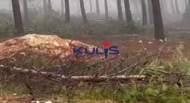 Şanlıurfa Atatürk Ormanı'nda Yüzlerce Ağaç Katledildi