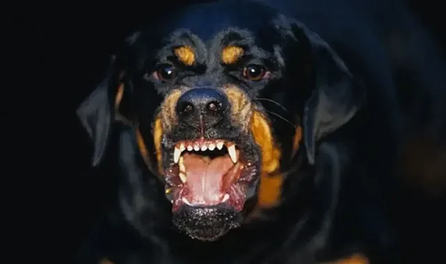 Şanlıurfa’da başıboş köpekler küçük kıza saldırdı!