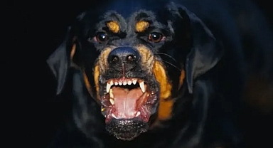 Şanlıurfa’da başıboş köpekler küçük kıza saldırdı!