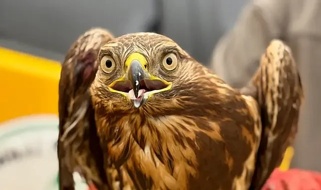 Şanlıurfa’da güçten düşmüş halde bulundu! Tedavi altına alındı!