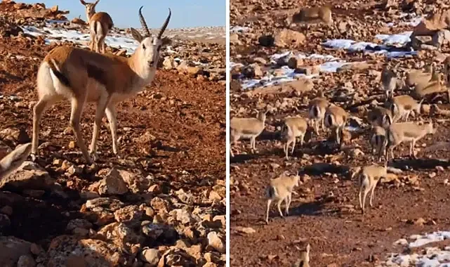 Şanlıurfa’da kaç ceylan bulunuyor? Vali Şıldak açıkladı!