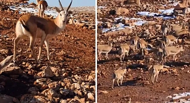 Şanlıurfa’da kaç ceylan bulunuyor? Vali Şıldak açıkladı!
