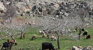 Şanlıurfa'da Yağışlar Yüzleri Güldürdü: Toprak Nefes Aldı, Umut Yeşerdi