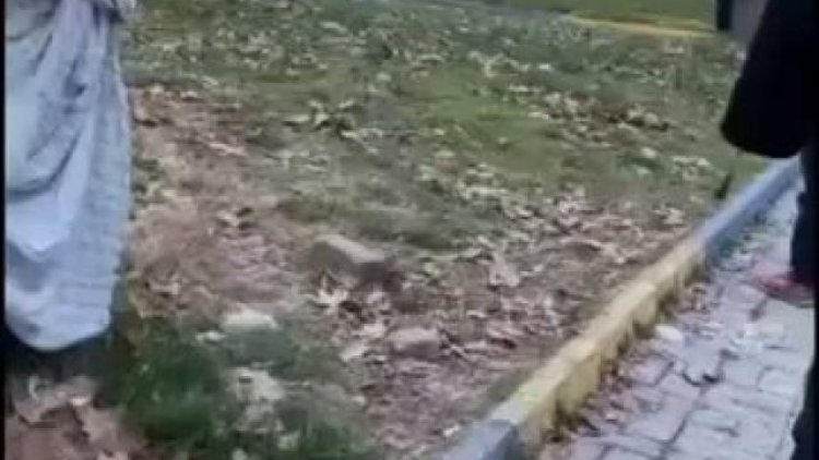 Şanlıurfa'da Yol Verme Kavgasına Kadınlar da Karıştı: Savaş Alanına Döndü