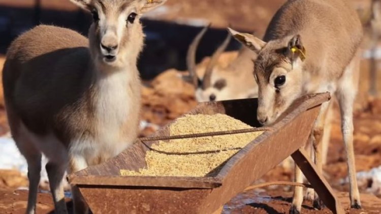 Şanlıurfa'nın Sembolleri Valilik Tarafından Vurgulandı