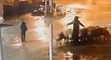 Siverek’te hırsızlık! Koyunları ahırdan çaldılar