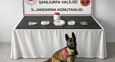 Urfa’da uyuşturucu operasyonu! Hassas burunlu köpekler katıldı!