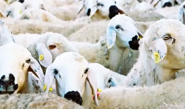 Yeni proje! Önemli destekler verilecek!