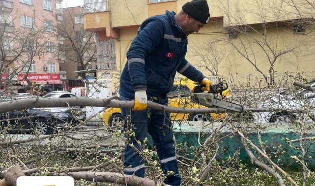 Haliliye'de Yeşil Alanlar İçin Budama Çalışmaları Devam Ediyor